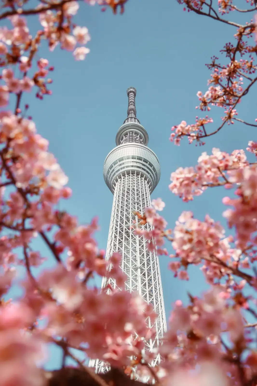 Spring season in Japan with cherry blossoms