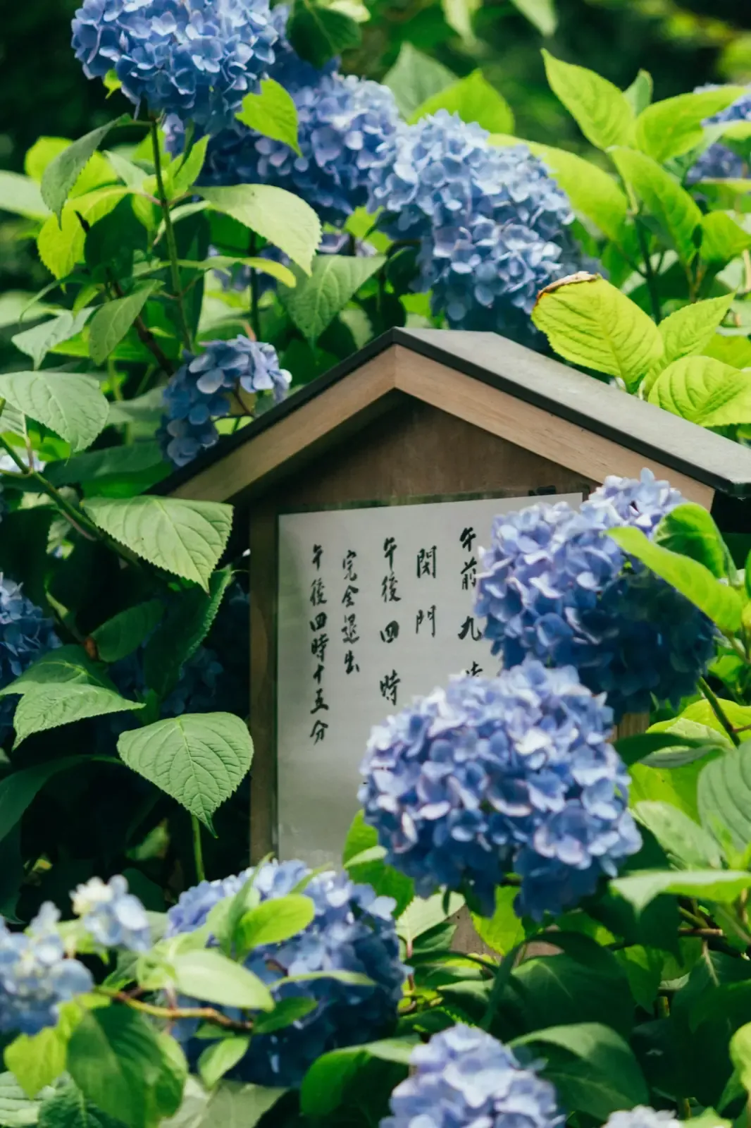 Summer season in Japan with lush greenery