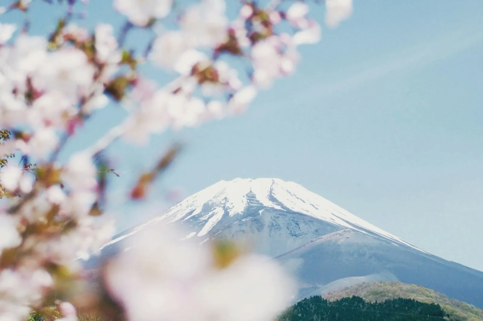 Spring (Mar–Apr): Enjoy the Cherry Blossom Season