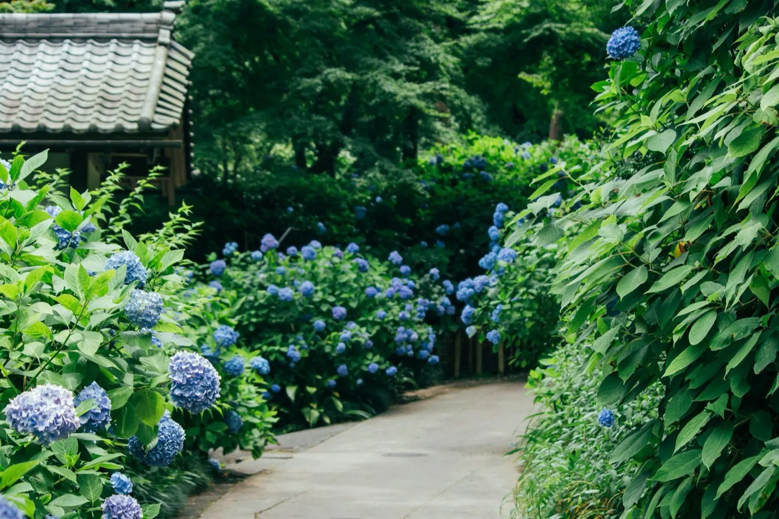 Summer (Jun–Aug): Heat, Typhoons, and Hydrangeas